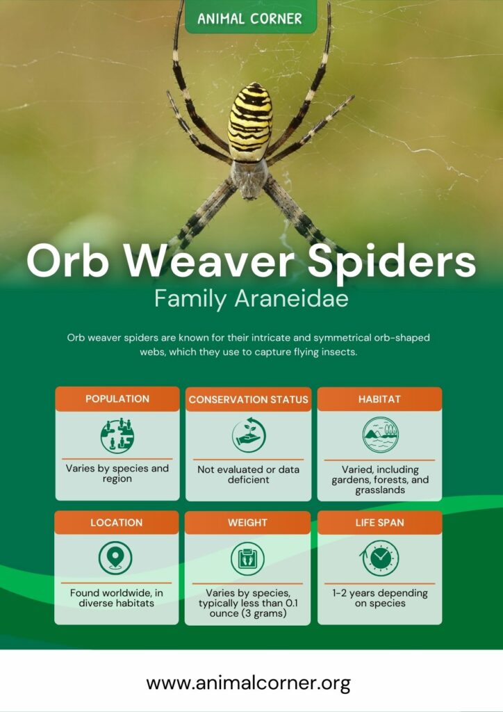 orb-weaver-spiders-2