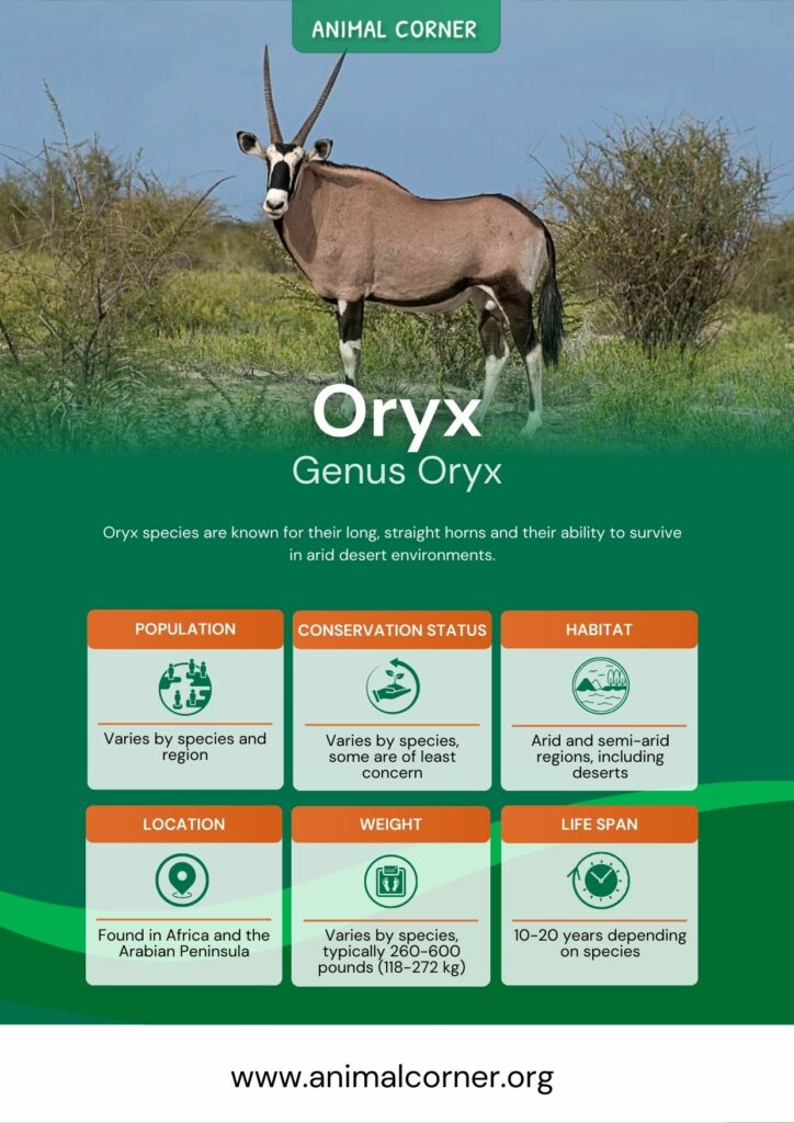 oryx-3