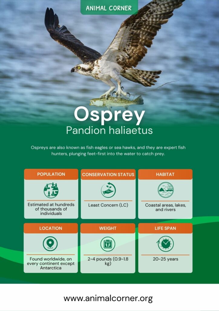 osprey-3