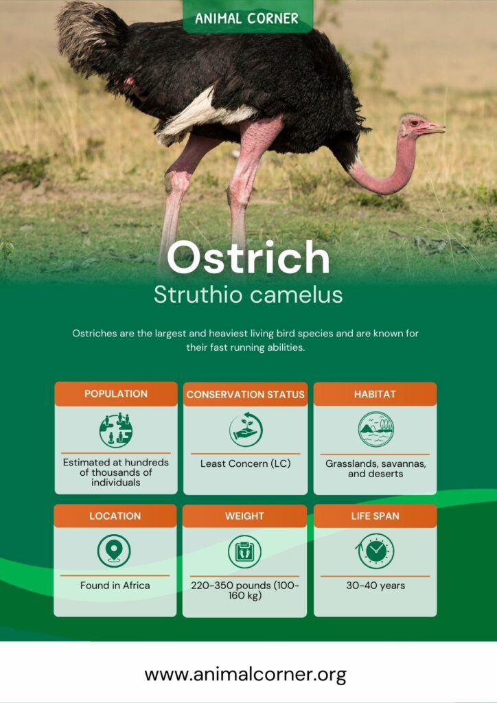 ostrich-3