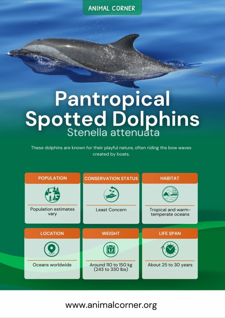 pantropical-spotted-dolphins-2