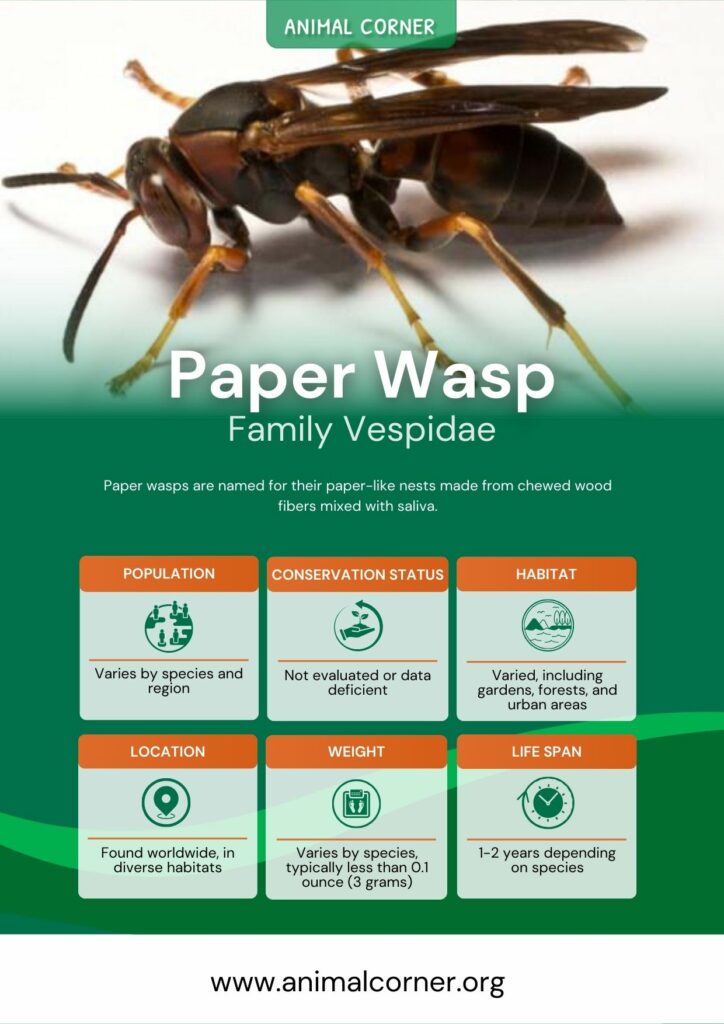 paper-wasp-4