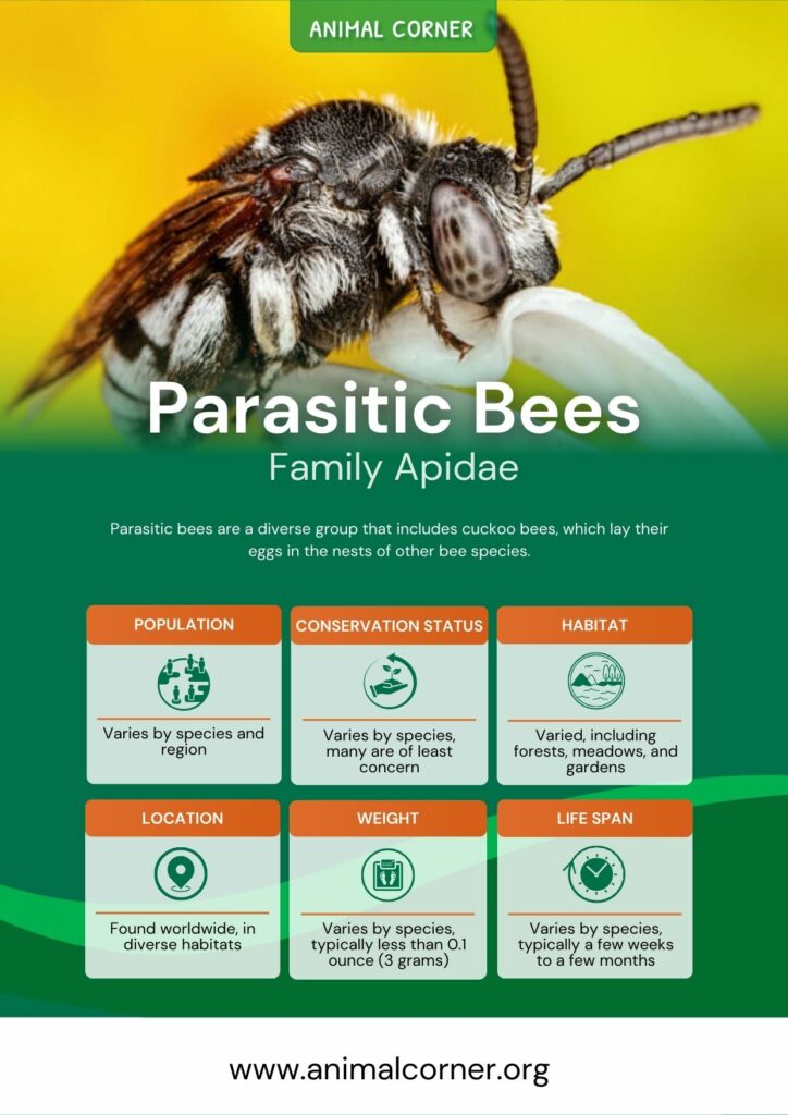 parasitic-bees-3