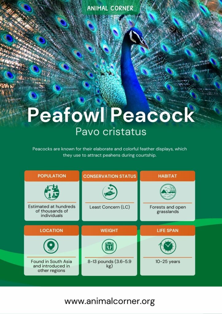 peafowl-peacock-3
