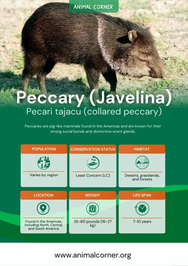 peccary-javelina-2