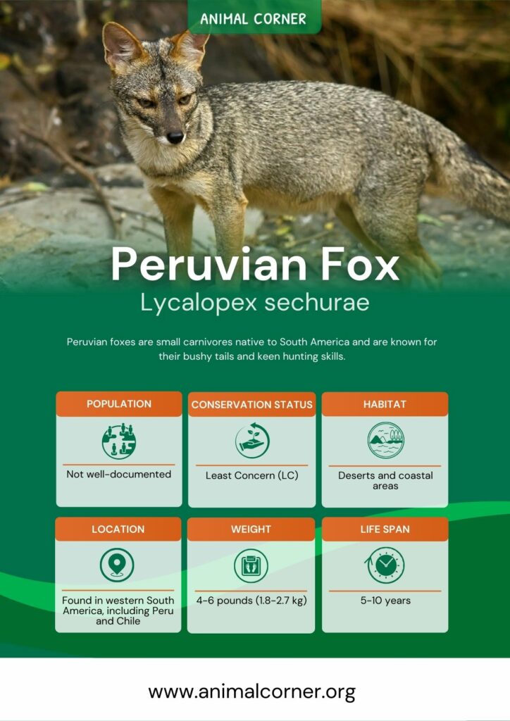 peruvian-fox-3