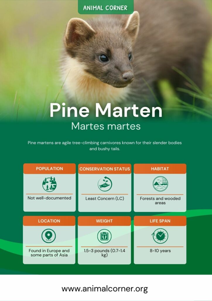 pine-marten-3