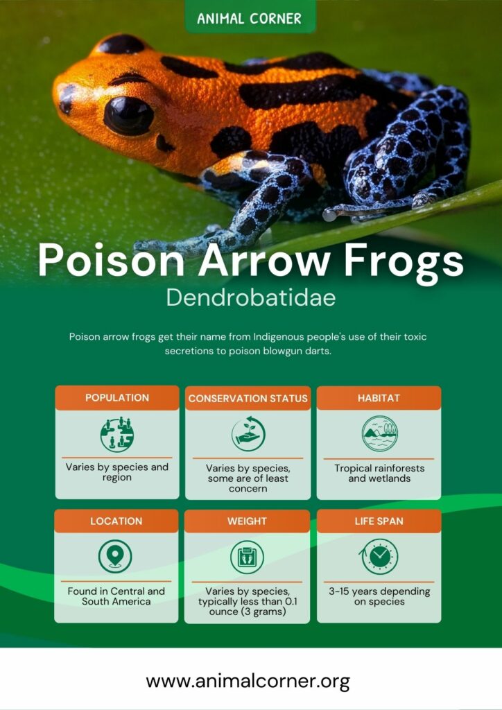 strawberry poison dart frog life cycle