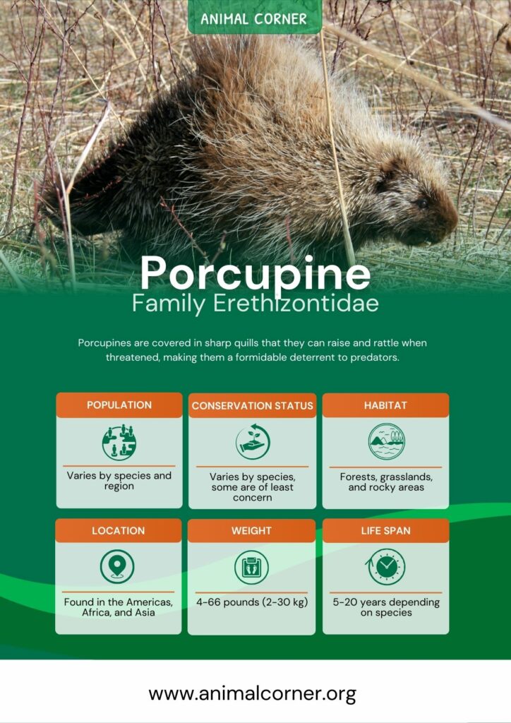 porcupine-2