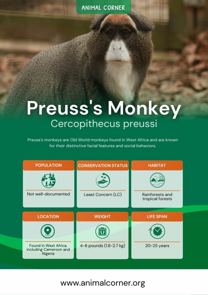 preusss-monkey-2