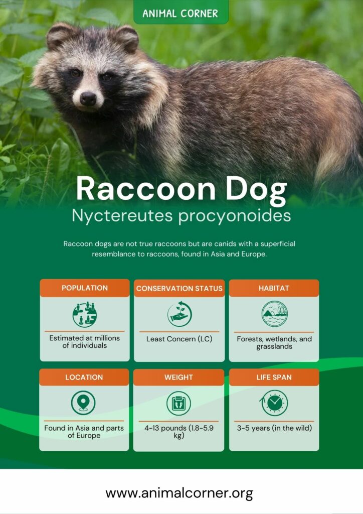do raccoon dogs bark
