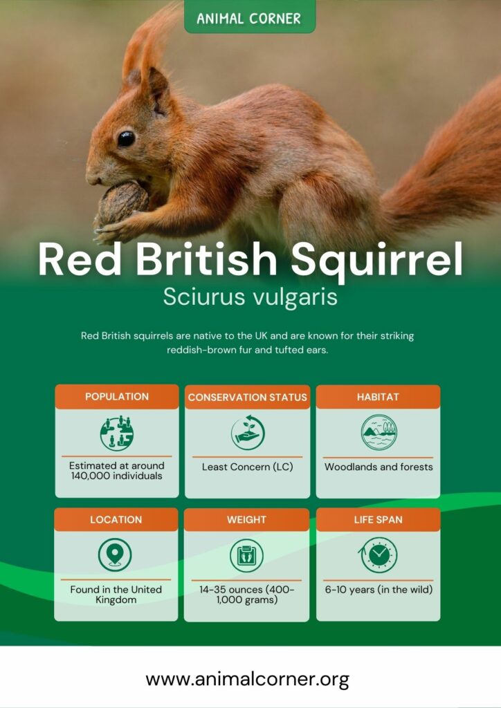 red-british-squirrel-3