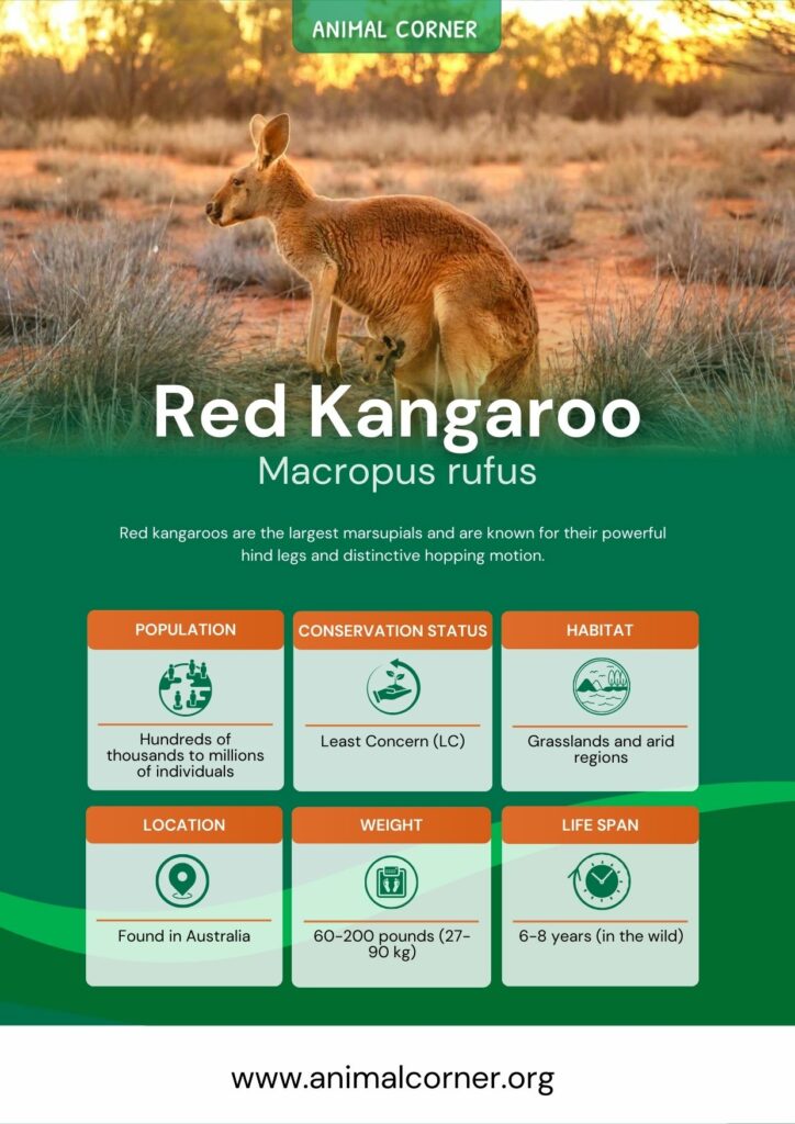 red-kangaroo-3