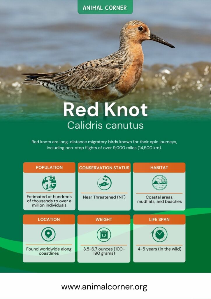 red-knot-2