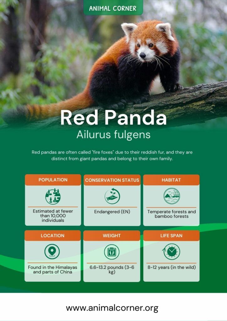 red-panda-4