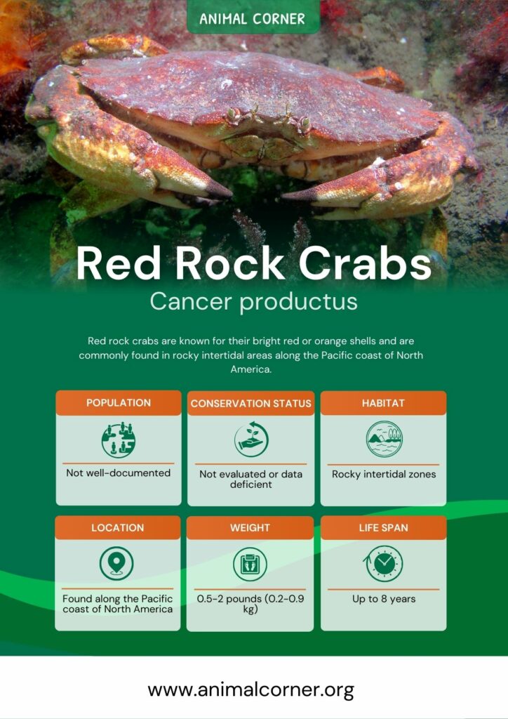 red-rock-crabs-2