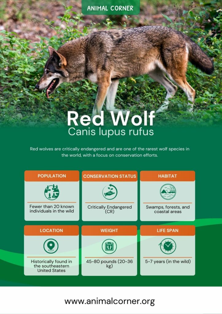 red-wolf-3
