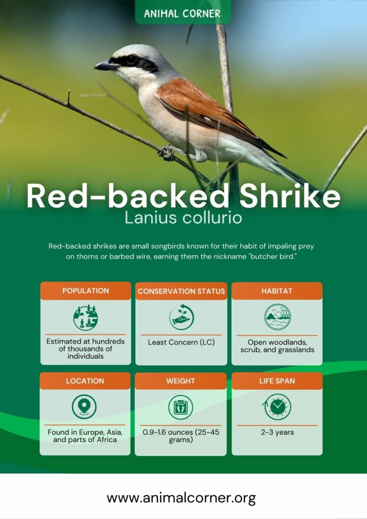 red-backed-shrike-3