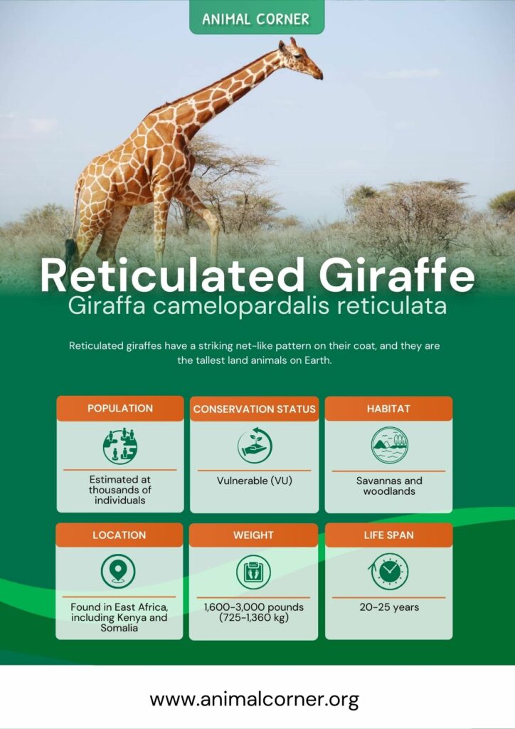 reticulated-giraffe-3