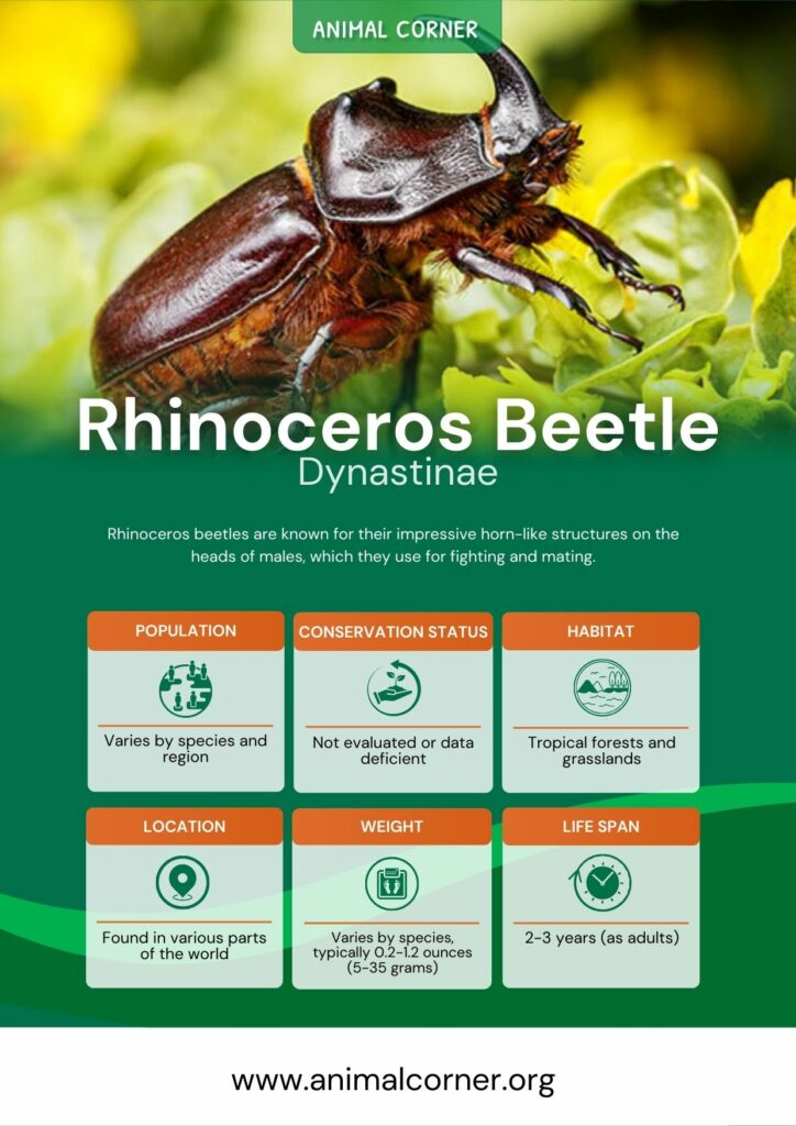 rhinoceros-beetle-3