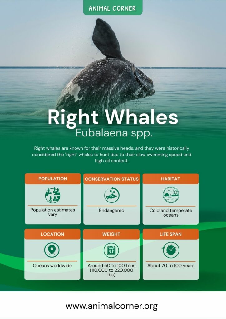 right-whales-2