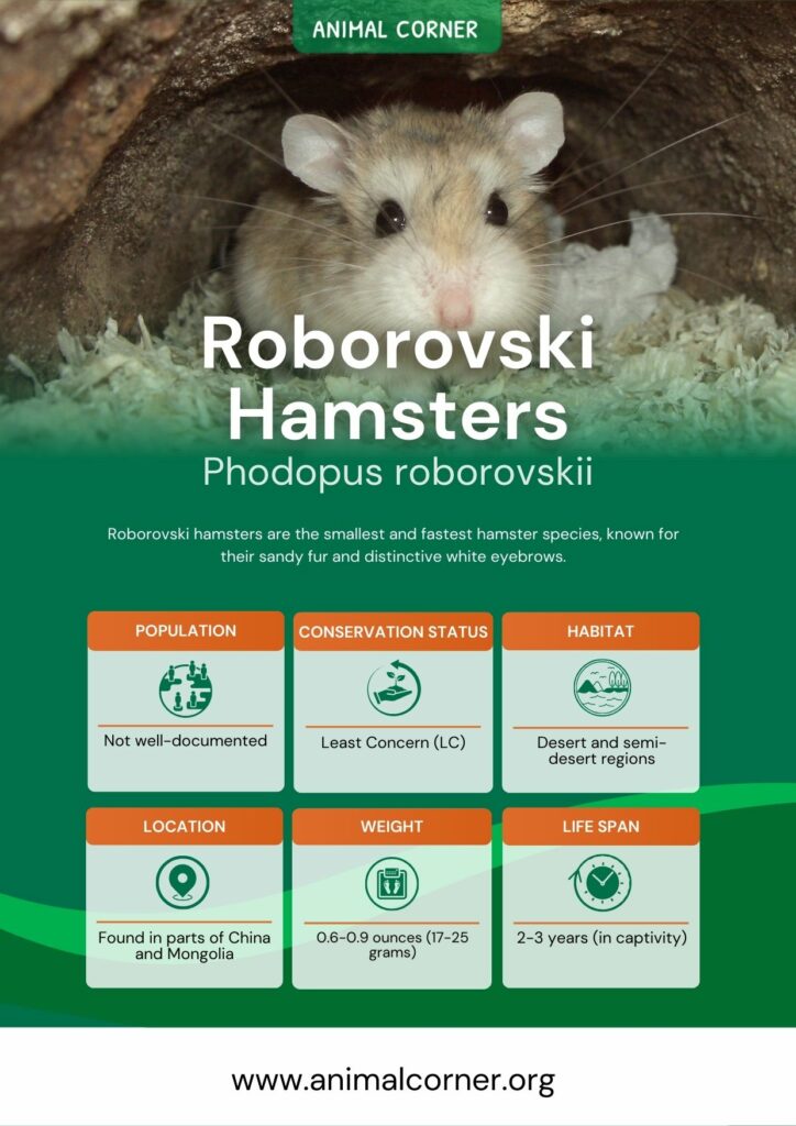 roborovski-hamsters-2
