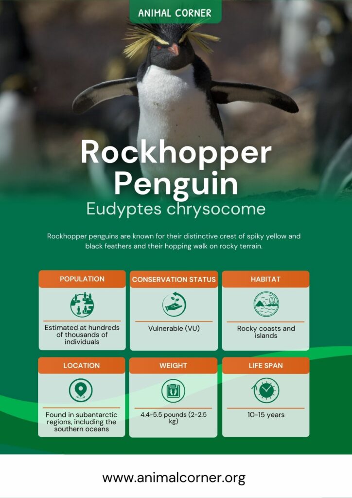 rockhopper-penguin-3