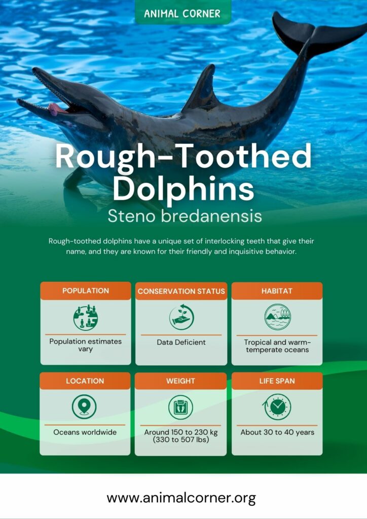 rough-toothed-dolphins-2