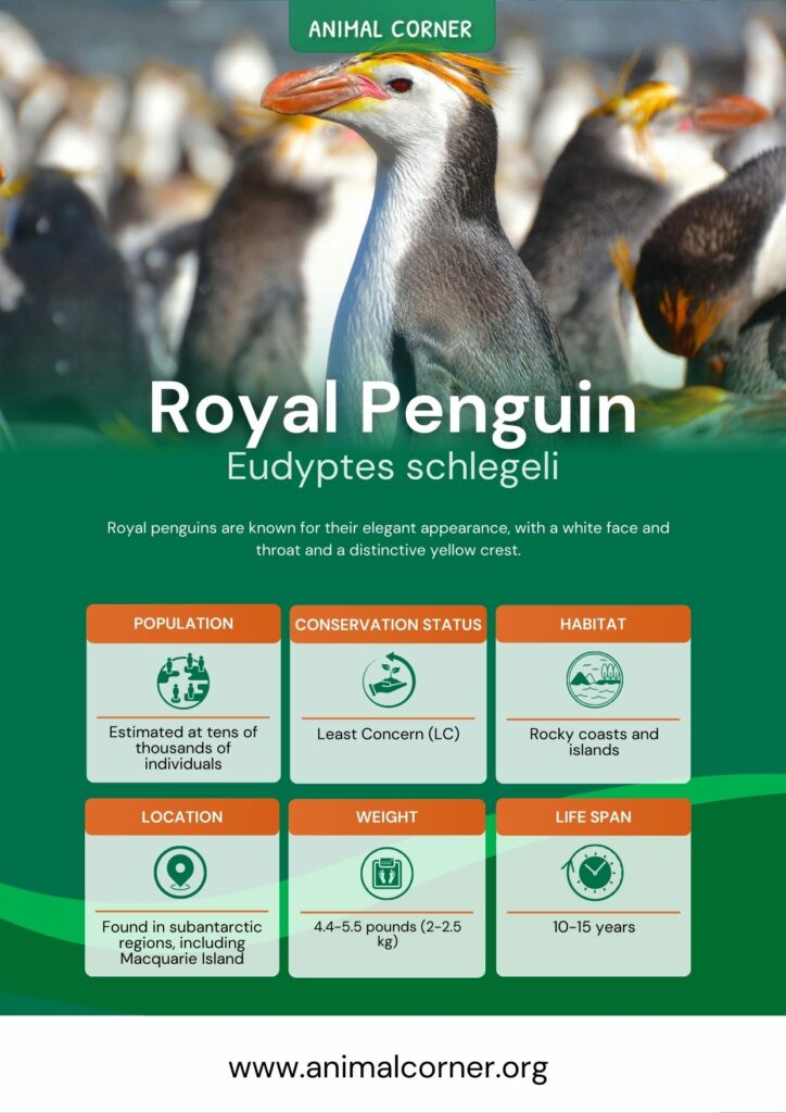 royal-penguin-3