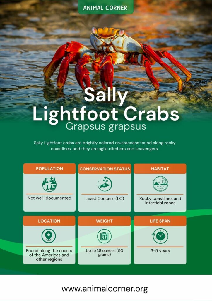sally-lightfoot-crabs