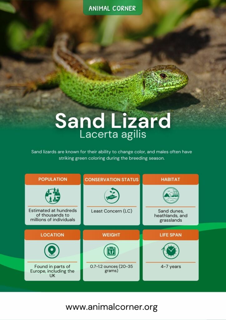 sand-lizard-4