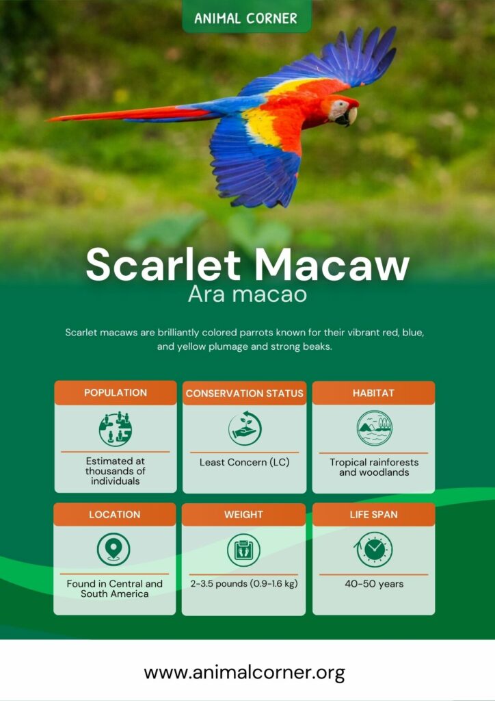 scarlet-macaw-4