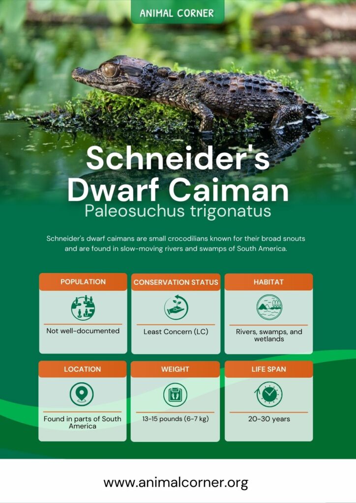schneiders-dwarf-caiman-3