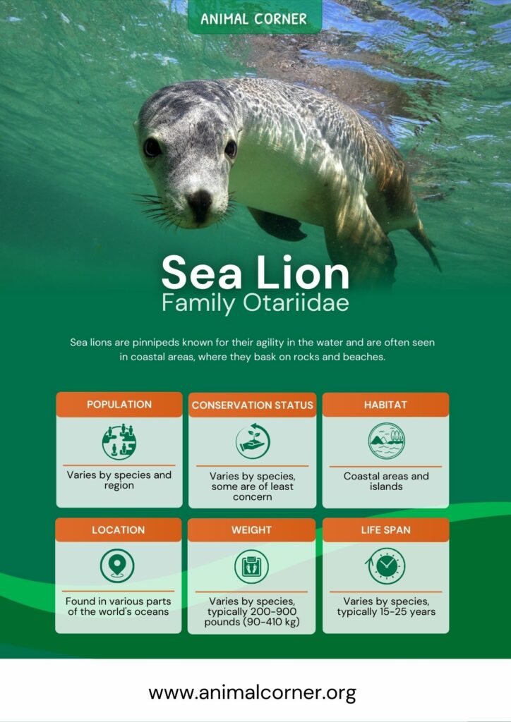 sea-lion-3