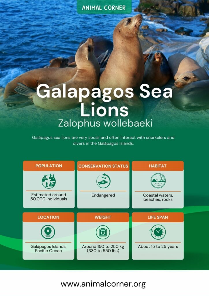 sea-lions