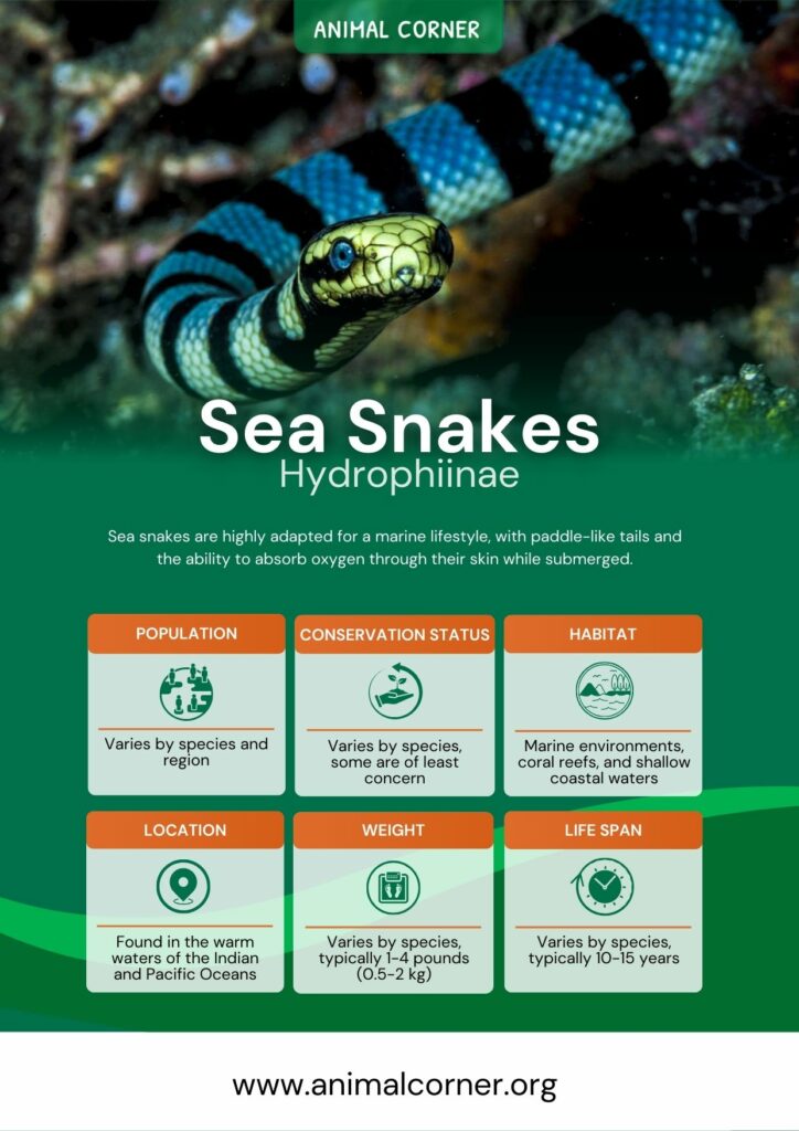 sea-snakes-3