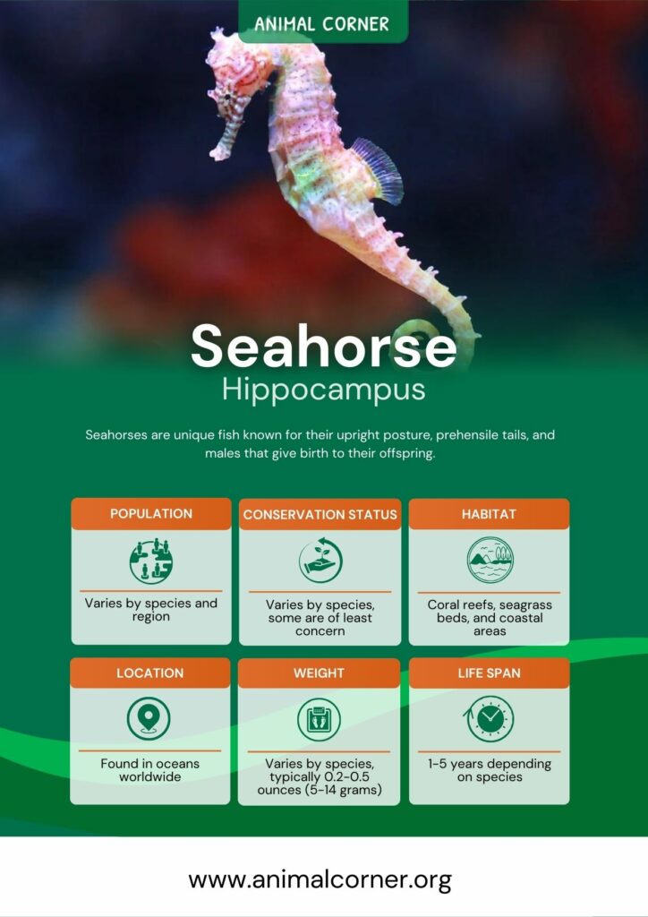 seahorse-3