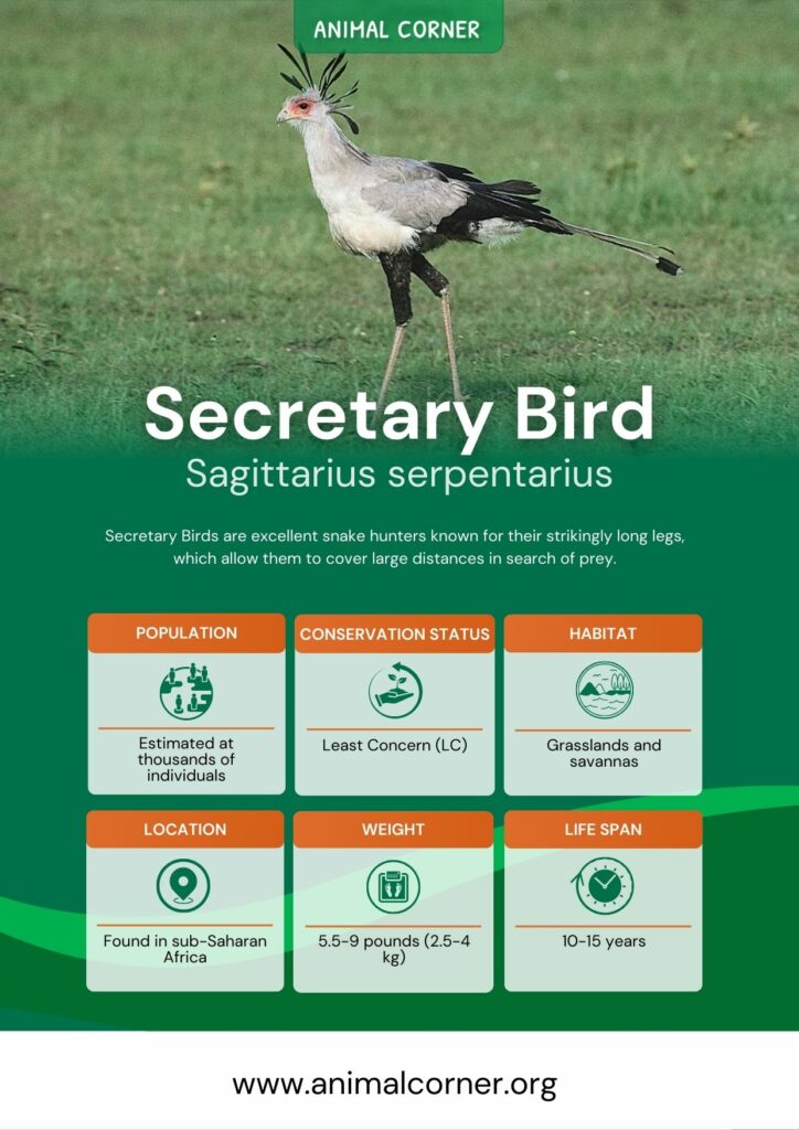 secretary-bird-3
