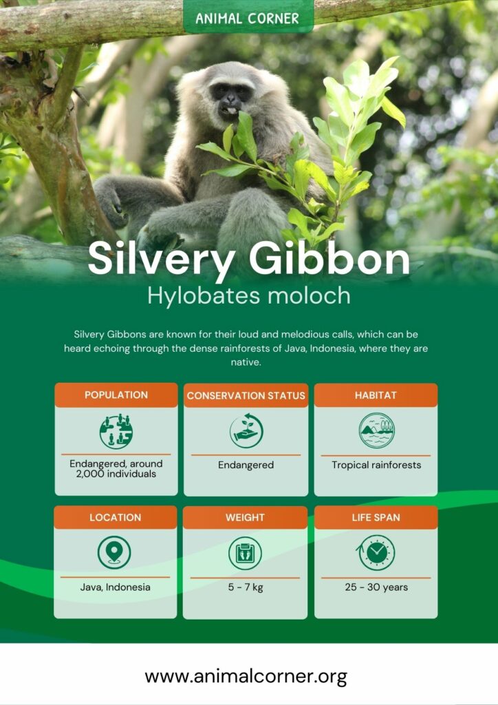 silvery-gibbon-3