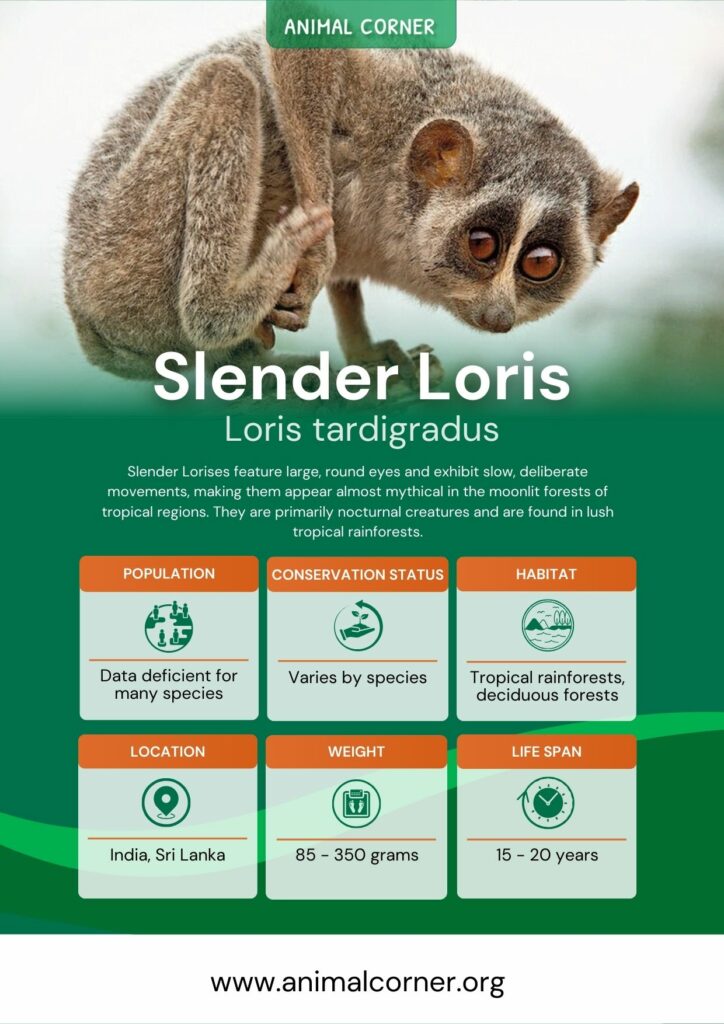 slender-loris-3