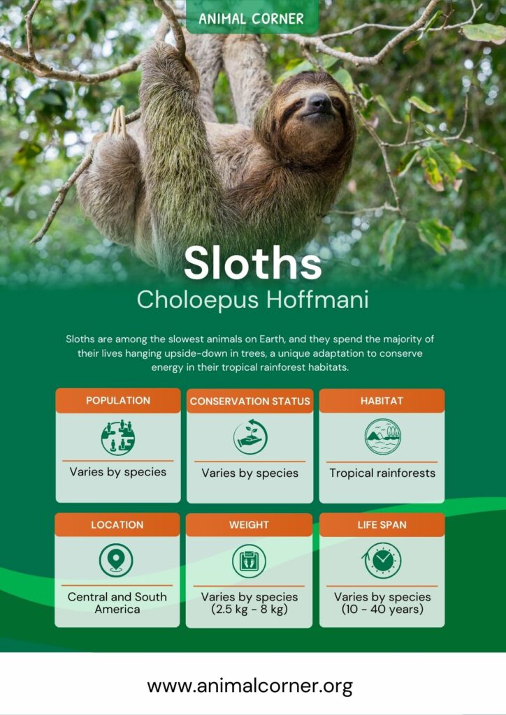 sloths-2