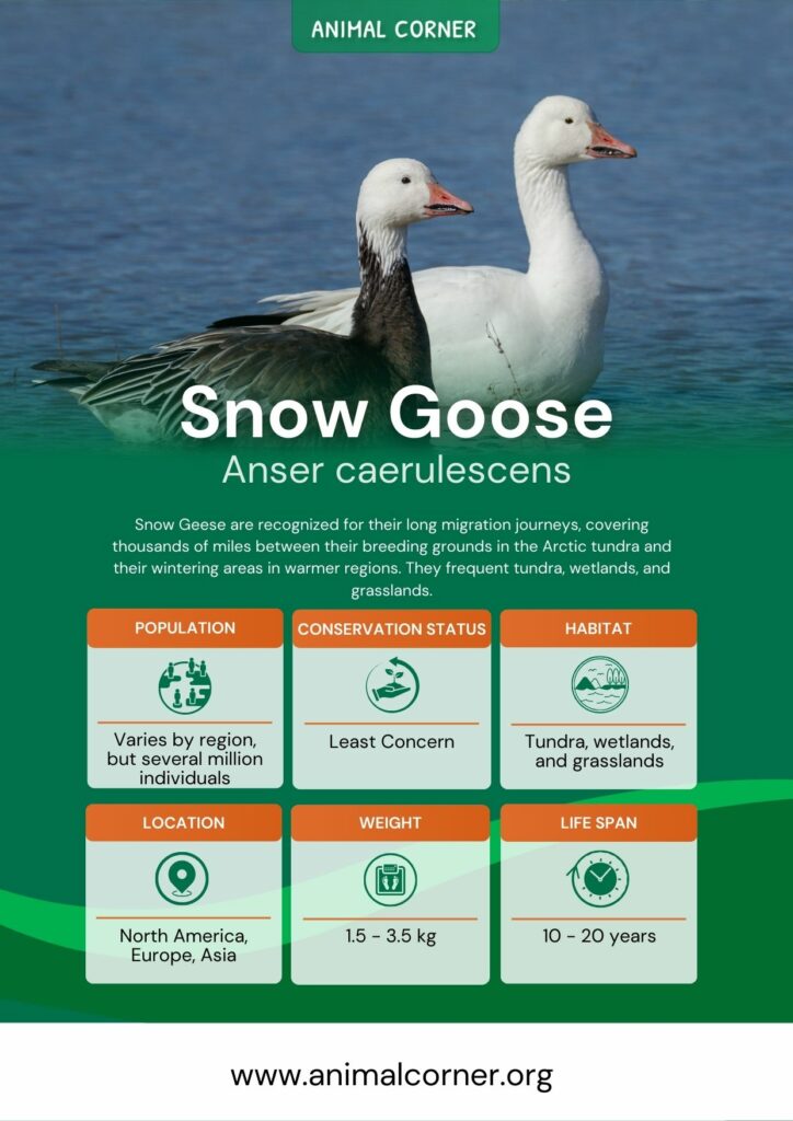snow-goose-3