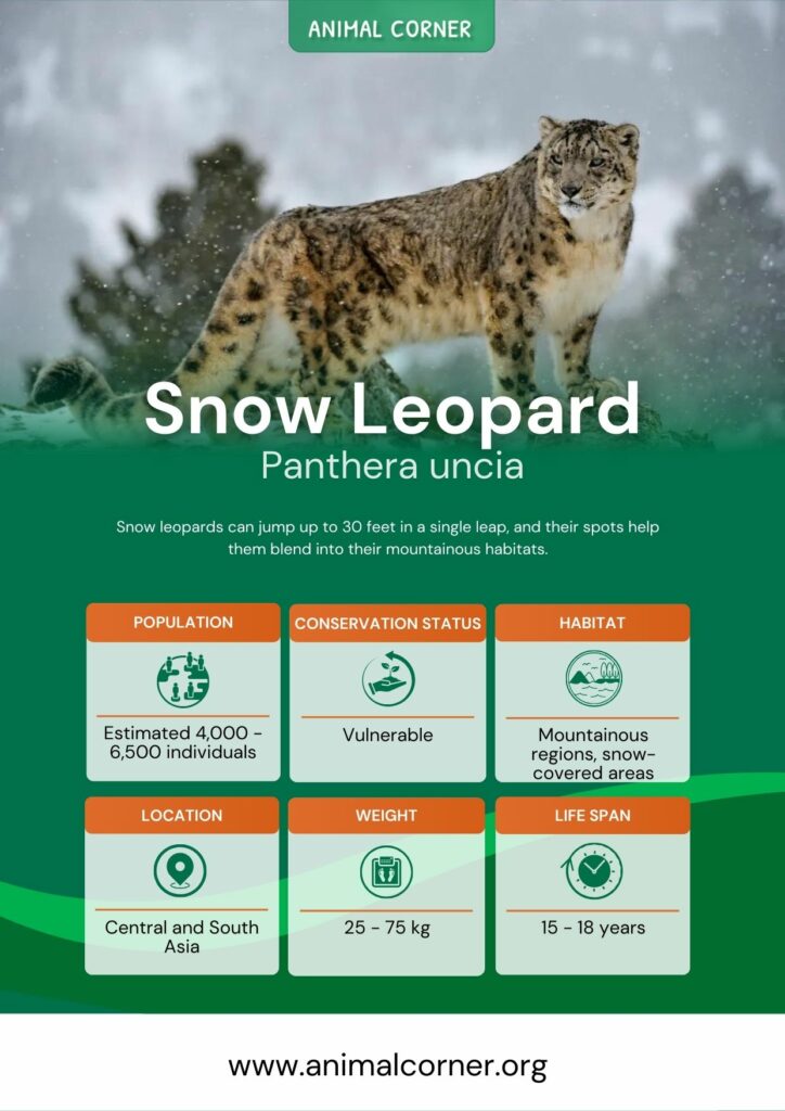 snow-leopard-4