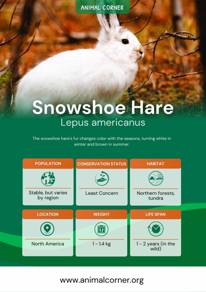 snowshoe-hare-3