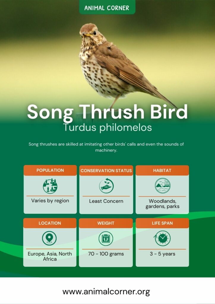 song-thrush-bird-2