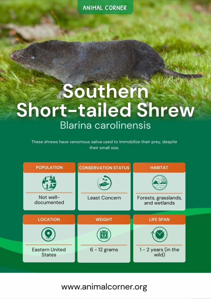 southern-short-tailed-shrew-3