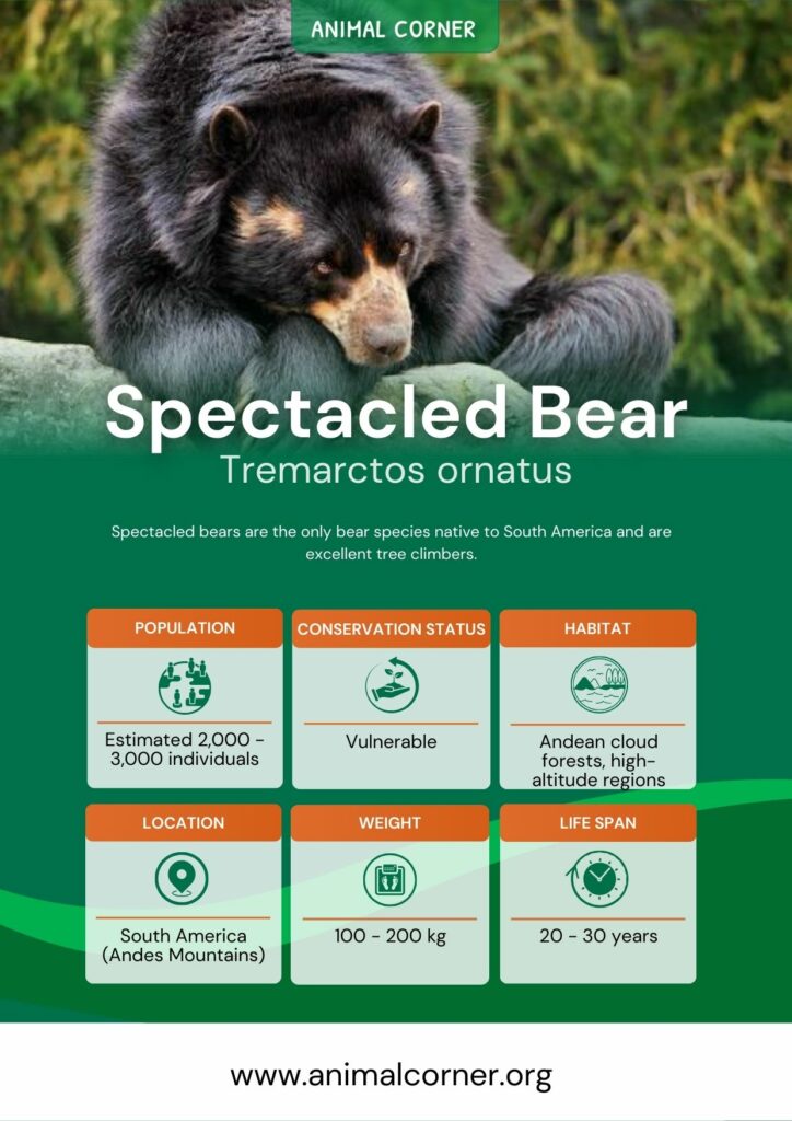 spectacled-bear-3