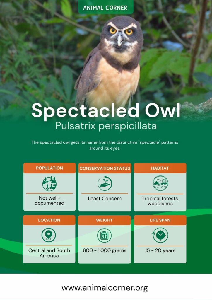 spectacled-owl-2