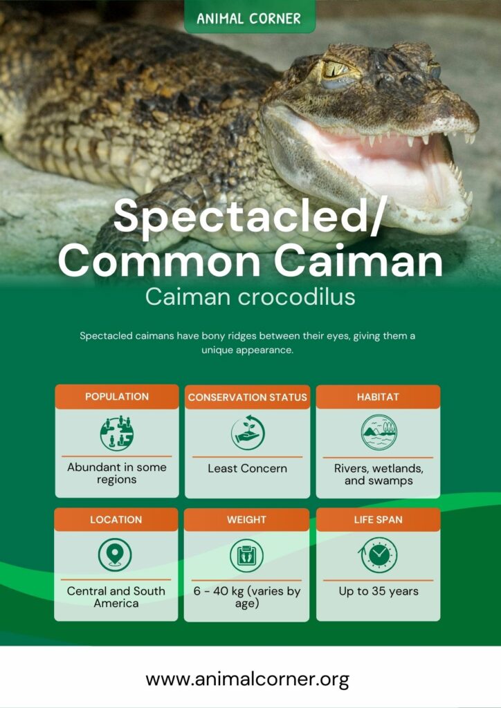 spectacled_common-caiman