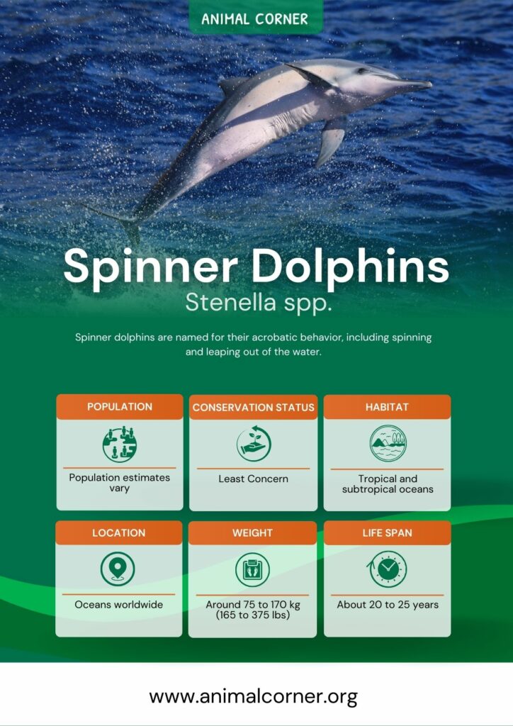 spinner-dolphins-2